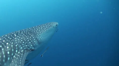 Whale shark Stock Footage 26423951