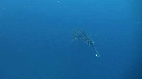 Whale shark Stock-Footage 26428544