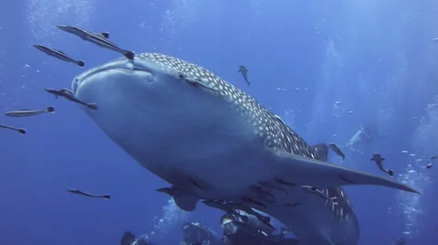 Whale shark Stock Footage 33070809