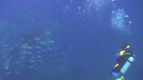 Whale shark Stock Footage 34137061