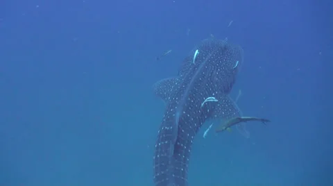 Whale shark Stock Footage 34137115