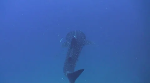 Whale shark Stock Footage 34137348