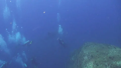 Whale shark Stock Footage 34137728