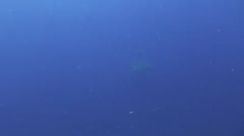 Whale shark Stock Footage 34138090