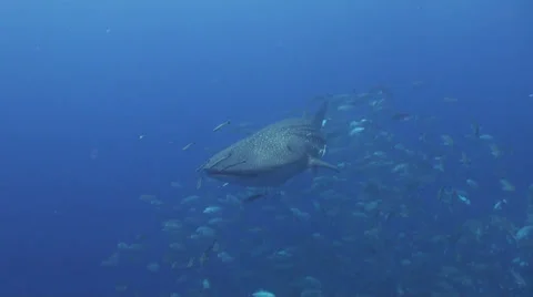Whale shark Stock Footage 34138165