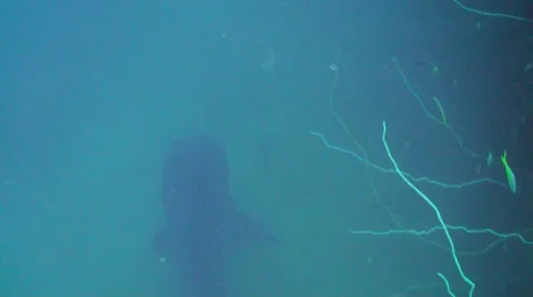 Whale shark Stock Footage 34138333