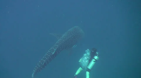 Whale shark Stock Footage 34138624