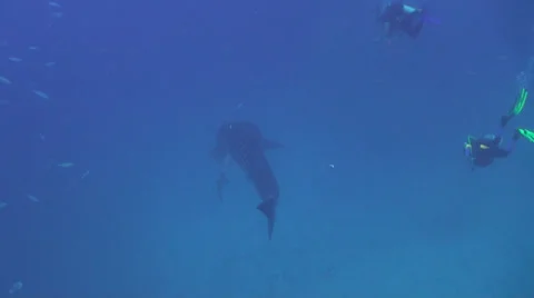 Whale shark Stock-Footage 34138781