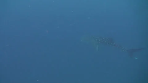 Whale shark Stock Footage 34139310