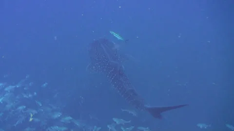 Whale shark Stock Footage 34139629