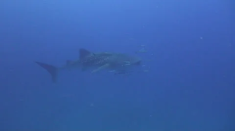 Whale shark Stock-Footage 34139716