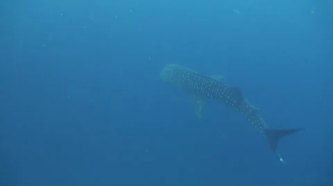 Whale shark Stock Footage 34139862
