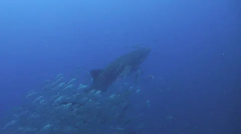 Whale shark Stock-Footage 34140369