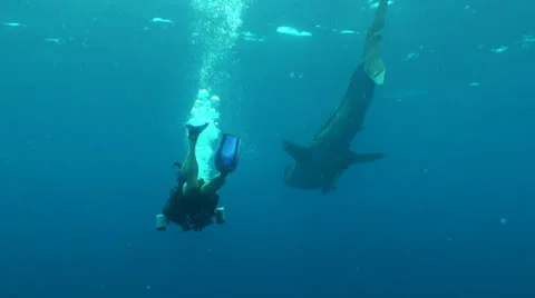 Whale shark Stock Footage 34142953