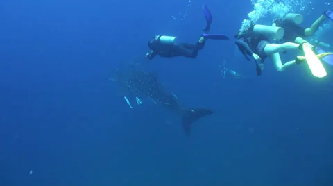 Whale shark Stock Footage 34144832