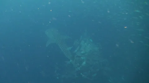 Whale shark Stock-Footage 34145422