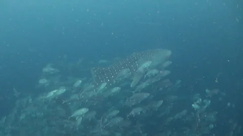 Whale shark Stock Footage 34145590
