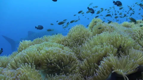 Whale shark Stock Footage 34145653