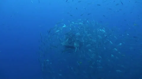 Whale shark Stock Footage 34146240