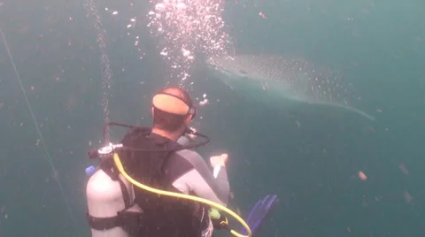 Whale shark Stock Footage 34146627