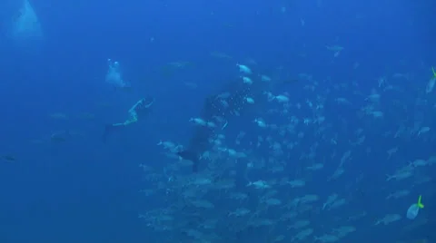 Whale shark Stock Footage 34146654