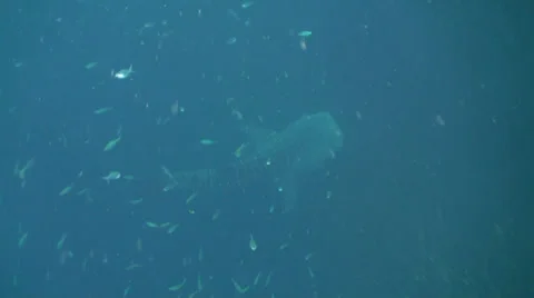 Whale shark Stock-Footage 34146883
