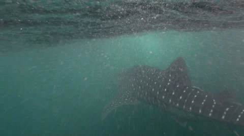 Whale shark Stock Footage 34147059