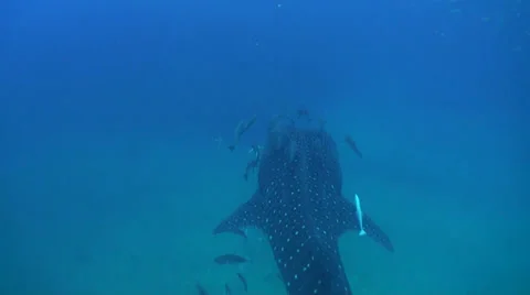 Whale shark Stock Footage 34147532
