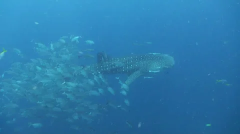Whale shark Stock Footage 34147664