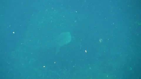Whale shark Stock-Footage 34147727