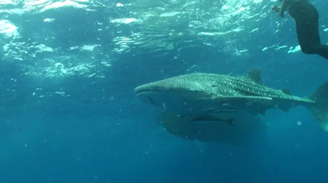 Whale shark Stock Footage 34149725