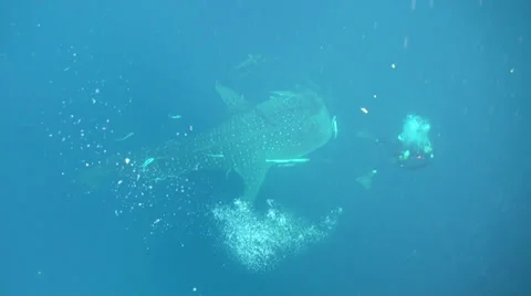 Whale shark Stock Footage 34241908