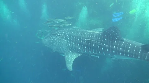 Whale shark Stock-Footage 34242028
