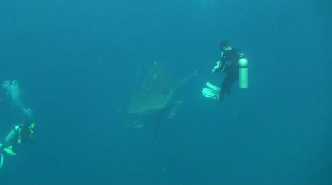 Whale shark Stock Footage 34243036