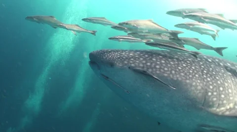 Whale shark Stock Footage 34243077