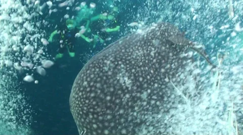 Whale shark Stock Footage 34243184