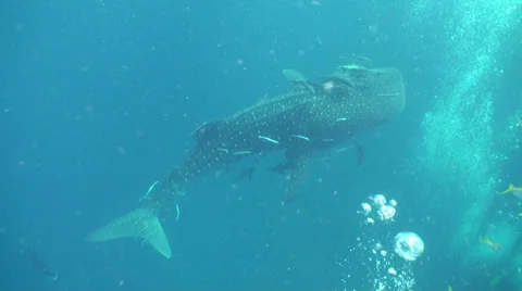Whale shark Stock Footage 34243325