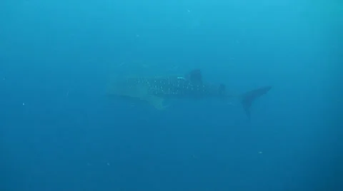 Whale shark Stock Footage 34243556