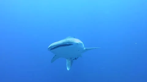 Whale Shark Stock Footage 41781304