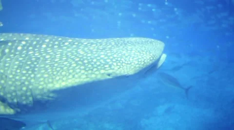 Whale Shark 库存影片 43731284
