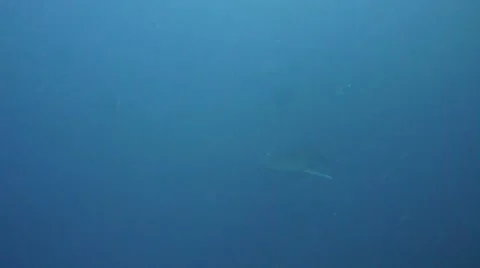 Whale Shark Stock Footage 57102576