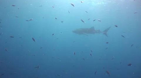 Whale shark Stock Footage 68937110