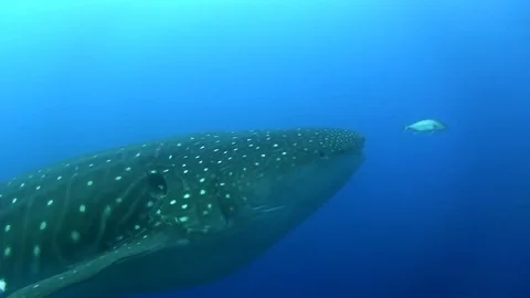 Whale shark Video stock 78385414