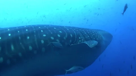 Whale shark Video stock 78385419