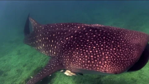 Whale shark Video stock 78551180