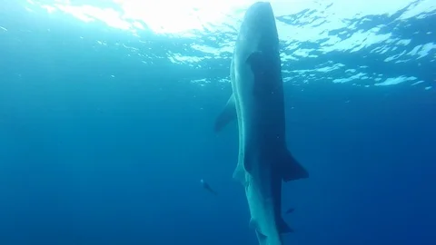 Whale shark Video stock 99543032