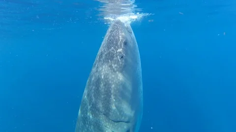 Whale shark  Stock Footage