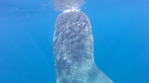 Whale shark  Video stock 99543251