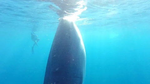 Whale shark Video stock 99543292