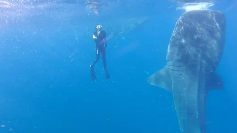 Whale shark  Video stock 99543394